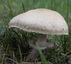 Rosé des prés (champignon)