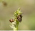 Ophrys de mars