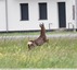&#129420; Chevreuil