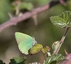 Le Thécla de la ronce (Callophrys rubi)
