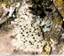 lichen crustacé