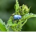 Hoplie bleue