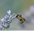 Anthidium florentinum