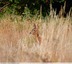 Chevrette&#129420;
