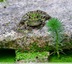 5 grenouilles en mode camouflage
