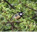 Mésange charbonnière