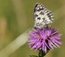 Demi-deuil (Melanargia galathaea)