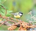 Mésange charbonnière