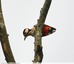 Pic épeiche