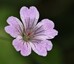 Géranium (Geranium nodosum)