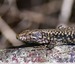 &#129422; Lézard des murailles