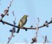 Pipit des arbres ? ( Anthus trivialis )