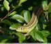 Lézard vert occidental juvénile ( Lacerta bilineata )