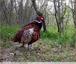 Le coq faisan de Colchide et trois poules faisane vidéo poules (…)