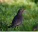 Merle noir ( Turdus merula )