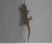 Encore un gecko