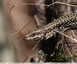 Lézards &#129422; des murailles