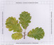 Feuilles de Chêne pubescent