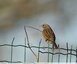 Accenteur mouchet (Prunella modularis)
