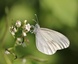 La piéride de la moutarde (Leptidea sinapis)