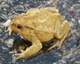 crapaud