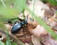 Le méloé printanier (Meloe proscarabaeus)