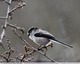 Mésange à longue queue.