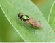 chloromyia formosa
