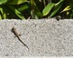 &#129422; Lézard des murailles.