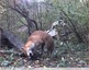 Un renard &#129418; roux marque son territoire &#127810; vidéo