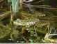 Grenouilles vertes