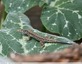 Lézards &#129422; des murailles