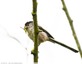 Mésange à longue queue
