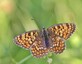 Grand damier (Melitaea phoebe)