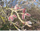 Bourgeons rouges