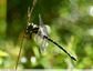 Libellule