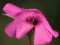 Oxalis