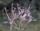 Epilobe (Epilobium hirsutum)