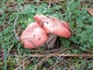 Champignons #1