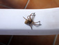 Araignée à identifier