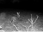 Trail Camera
