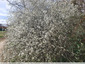 Prunus en fleurs