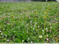 Pelouse à paquerettes