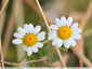 Anthémis en bordure de champ