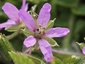 L'Erodium musqué