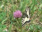 Machaon aux abords du rucher