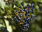 Fruits de viorne