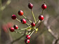 Fruits d'églantier