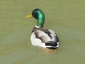 Canard Colvert