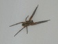 Araignée tégénaire